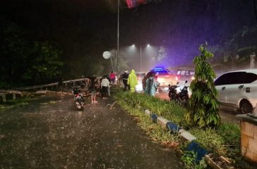 Ruas jalan poros Sentani terhalang akibat pohon tumbang