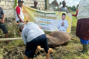 Hewan Kurban juga disumbangkan Paulus Waterpauw kepada jamaah muslim di tapal batas NKRI dan negara tetangga Papua Nugini