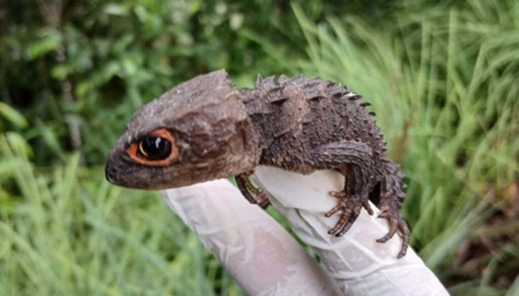 Salah satu hewan yang dilepasliarkan Salah satu hewan yang dilepasliarkan