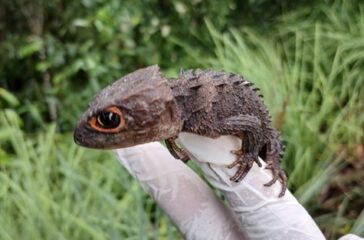 Salah satu hewan yang dilepasliarkan